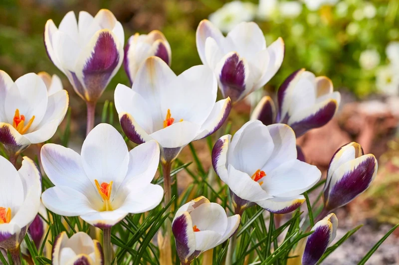 Crocus chrysanthus 'Panda' (Garten-Krokus)