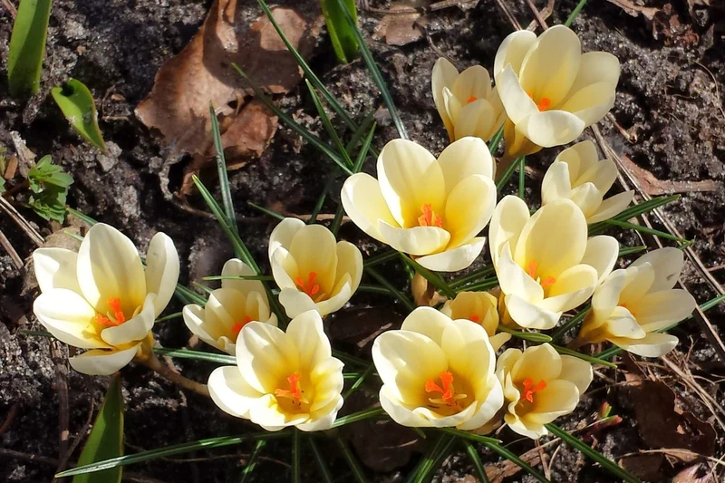 Crocus chrysanthus 'Cream Beauty' (Garten-Krokus)