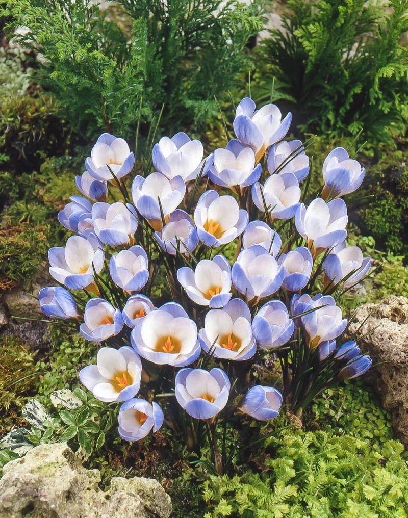Crocus chrysanthus 'Blue Pearl' (Kleiner Garten-Krokus)