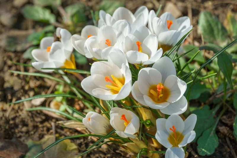 Crocus chrysanthus 'Ard Schenk' (Garten-Krokus)