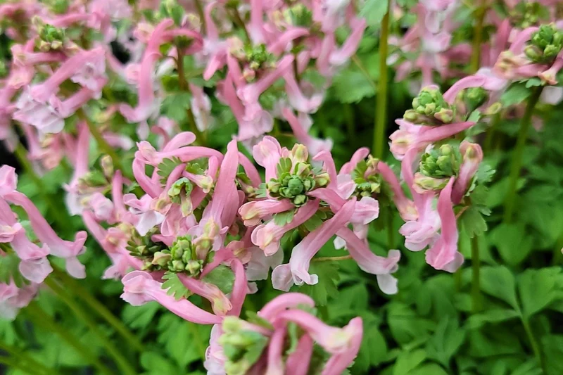 Corydalis solida 'Beth Evans' (Festknolliger Lerchensporn)