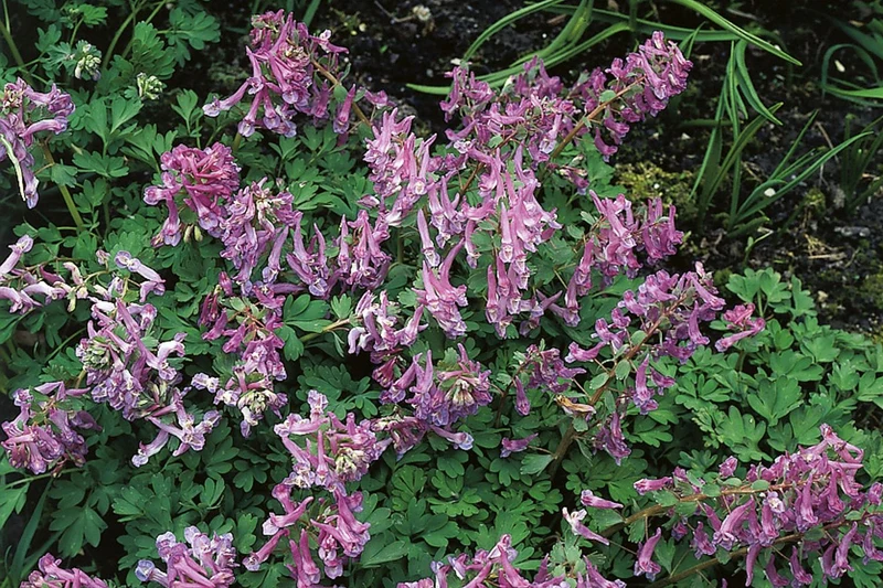 Corydalis solida (Festknolliger Lerchensporn)