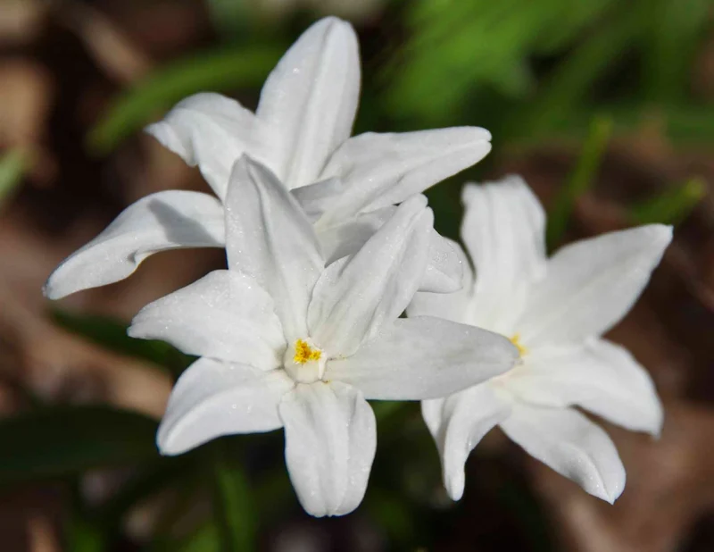 Chionodoxa luciliae 'Alba' (Sternhyazinthe, Schneeglanz)
