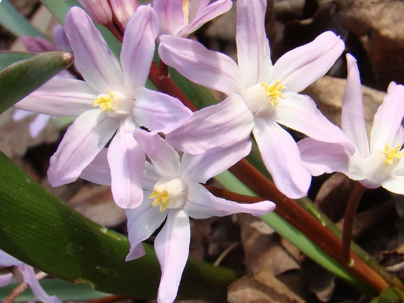 Chionodoxa forbesii 'Pink Giant' (Sternhyazinthe, Schneeglanz)