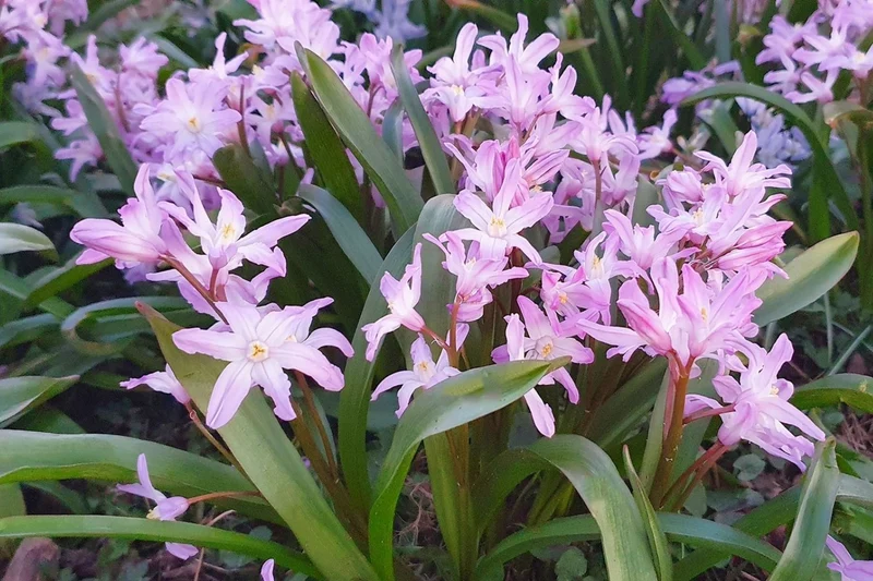 Chionodoxa forbesii 'Pink Giant' (Sternhyazinthe, Schneeglanz)