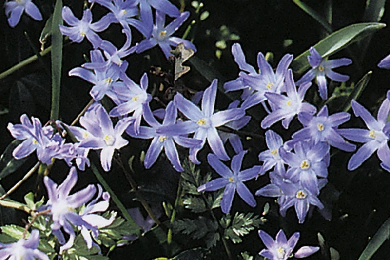 Chionodoxa forbesii (Sternhyazinthe I Schneeglanz)