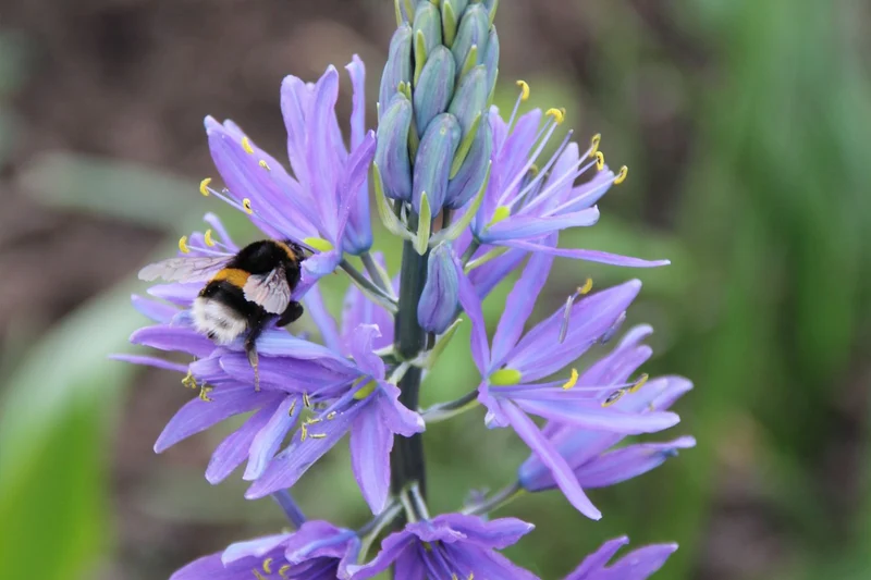 Camassia leichtlinii 'Caerulea' (Blaue Prärielilie 'Caerulea')