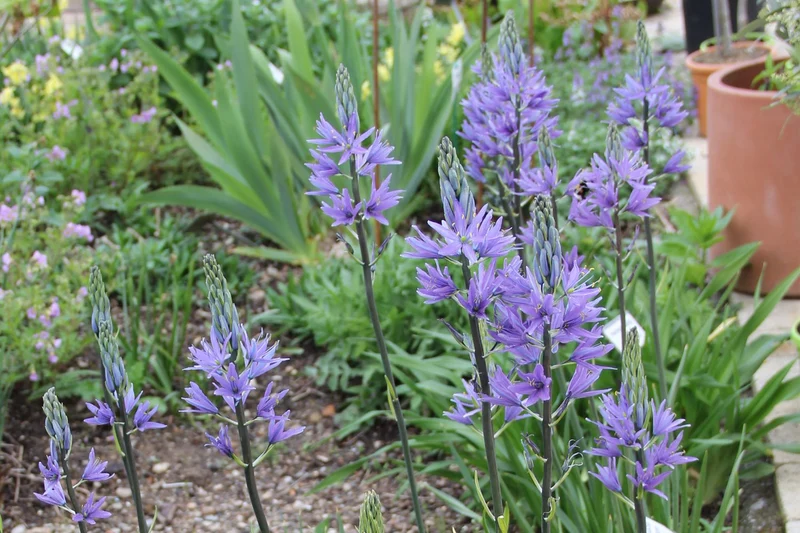 Camassia leichtlinii 'Caerulea' (Blaue Prärielilie 'Caerulea')