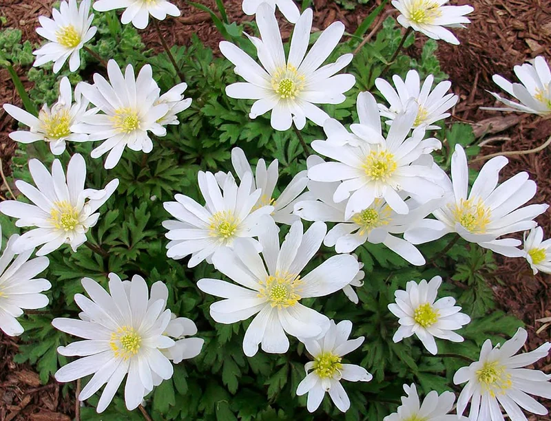 Anemone blanda 'White Splendor' (Garten-Strahlen-Windröschen)