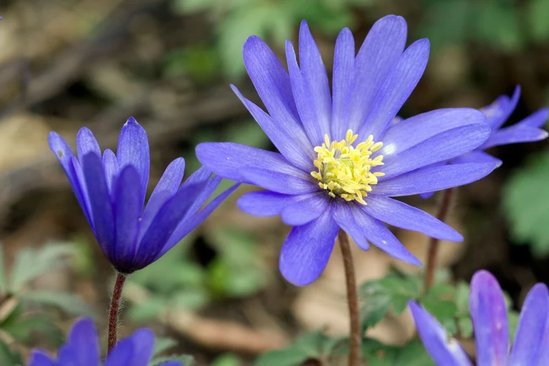 Anemone blanda 'Blue Shades' (Frühlingsanemone)
