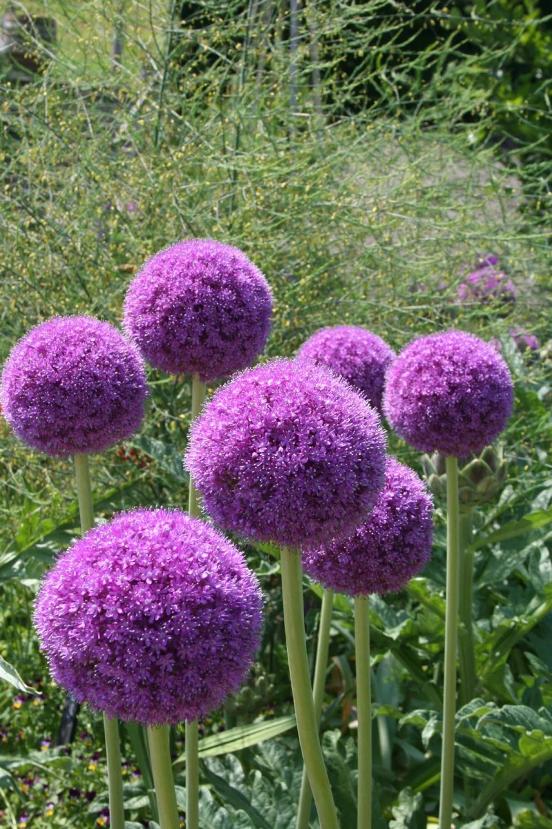 Allium giganteum (Kugellauch | Riesenlauch)