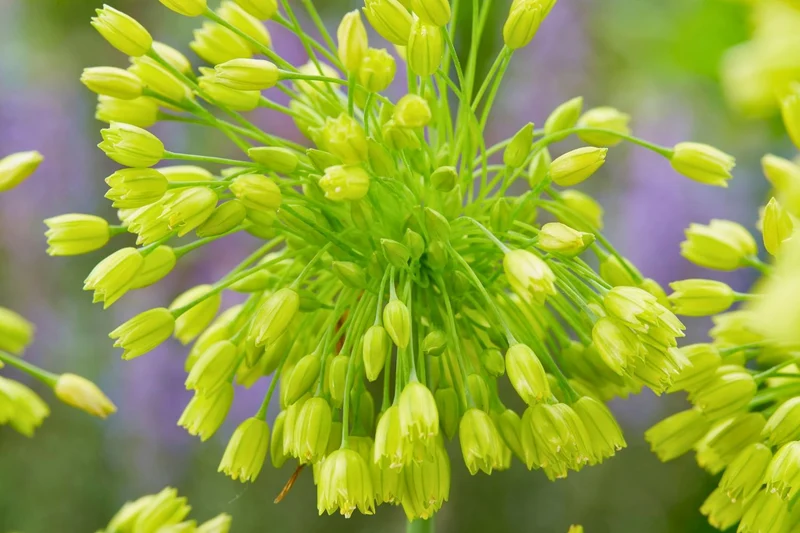 Allium chloranthum 'Yellow Fantasy' (Gelbblühender Zierlauch)