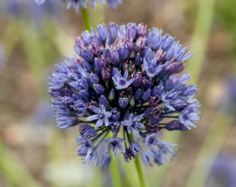 Allium caeruleum (Blaublühender Lauch)