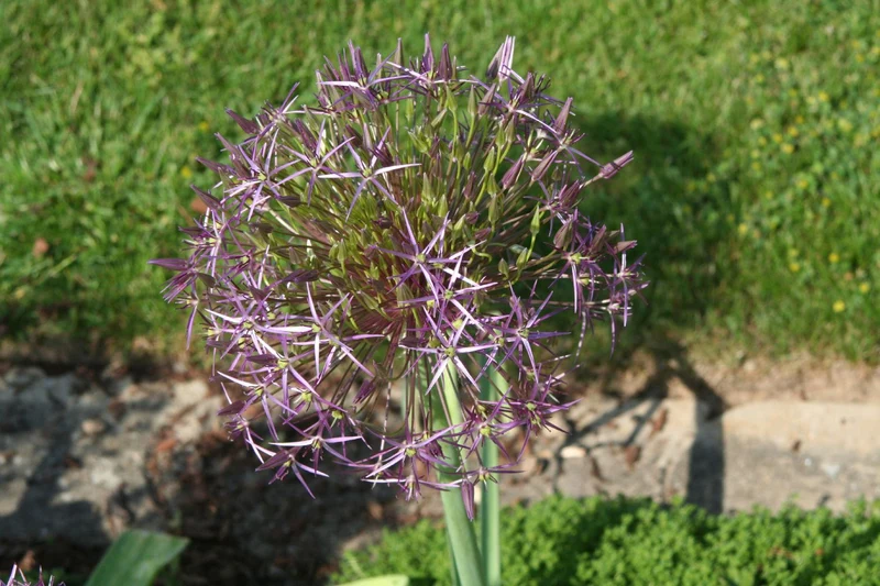 Allium christophii (Sternkugel-Lauch)