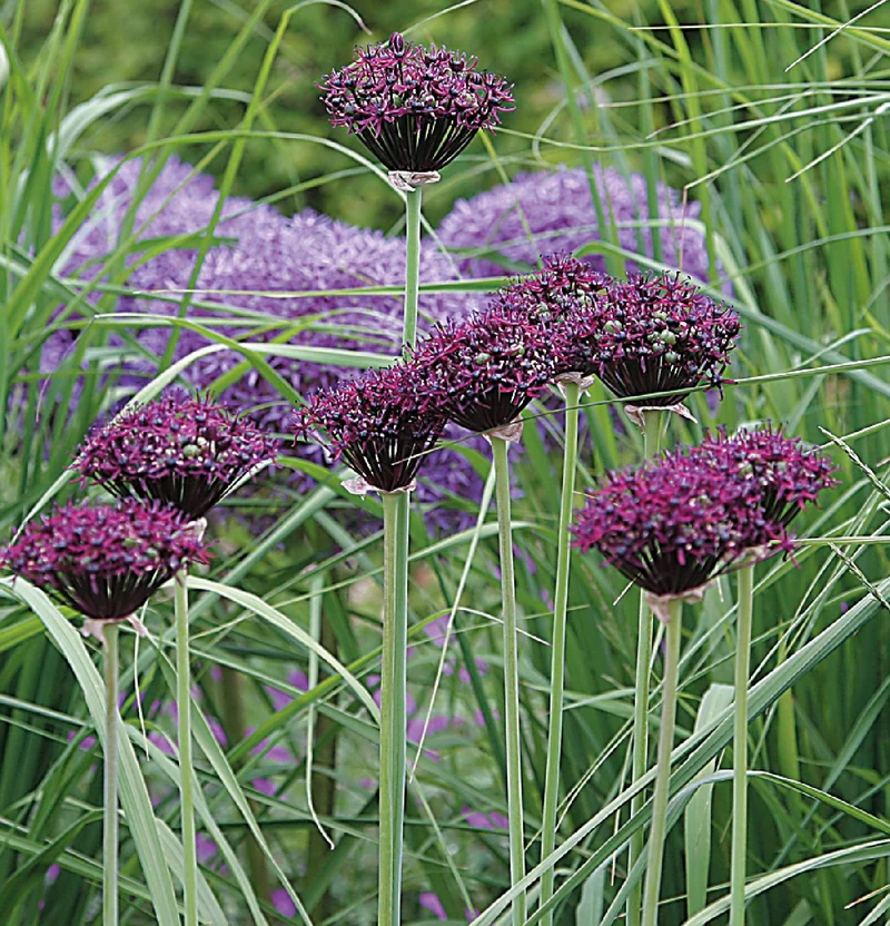 Allium atropurpureum (Purpurblütiger Lauch | Granatkugellauch)