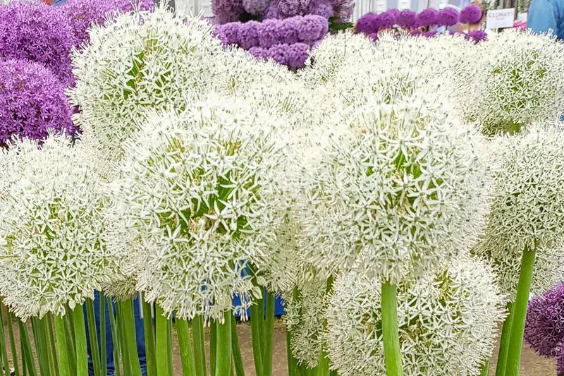 Allium 'White Giant' ® (Kugellauch)