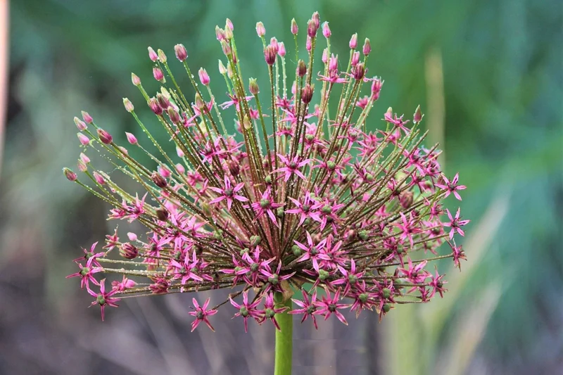 Allium 'Spider' ® (Kugellauch | Zierlauch ’Spider‘ ®)
