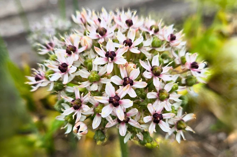 Allium 'Silver Spring' (Zierlauch)