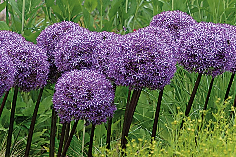 Allium 'Globemaster' (Kugellauch | Zierlauch)