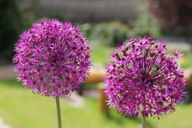 Allium 'Purple Sensation' (Kugellauch | Zierlauch)
