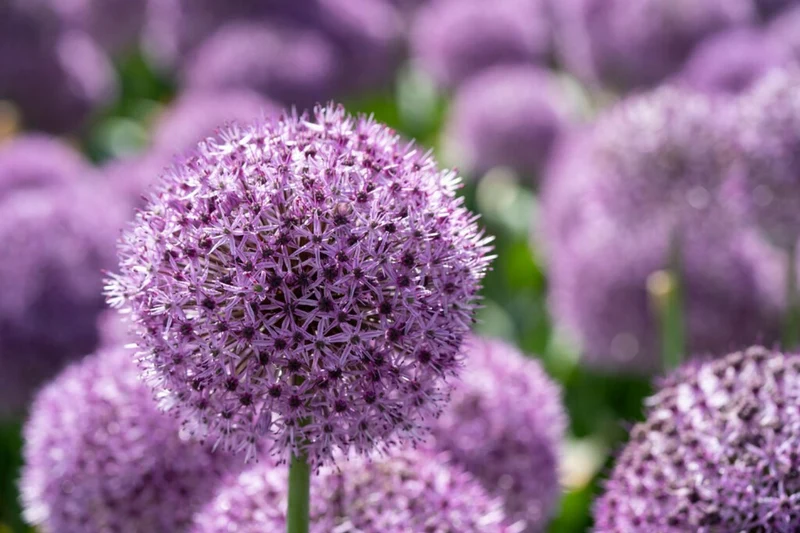 Allium 'Party Balloons' (Kugellauch)