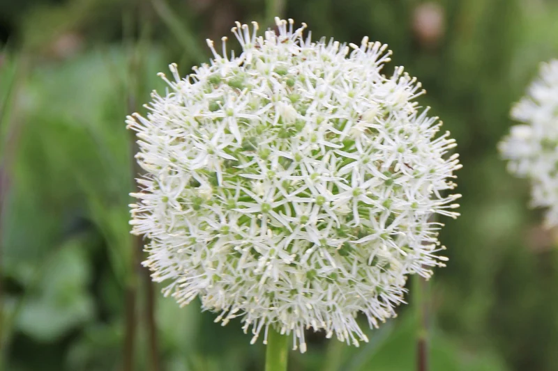 Allium 'Mount Everest' (Kugellauch | Zierlauch)