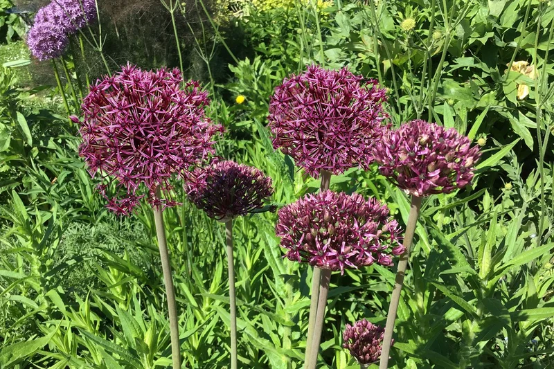 Allium 'Firmament' (Zierlauch)