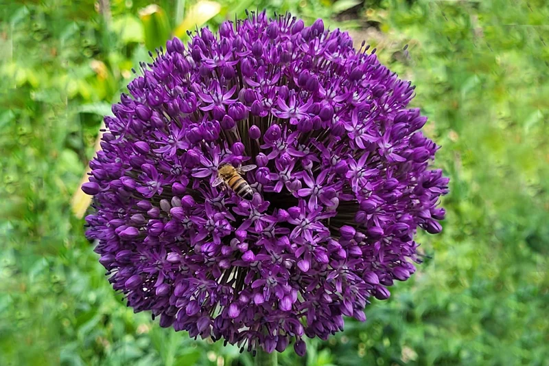 Allium 'Dutchman' (Zierlauch)