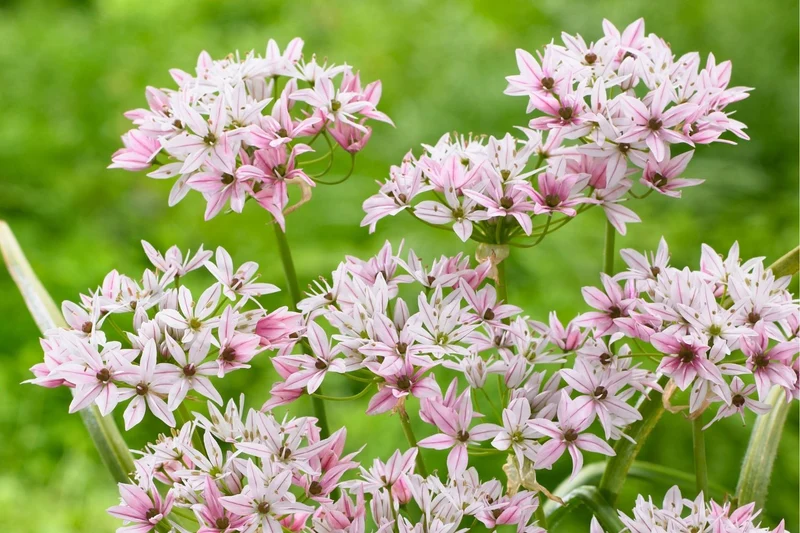 Allium 'Cameleon' (Zierlauch)