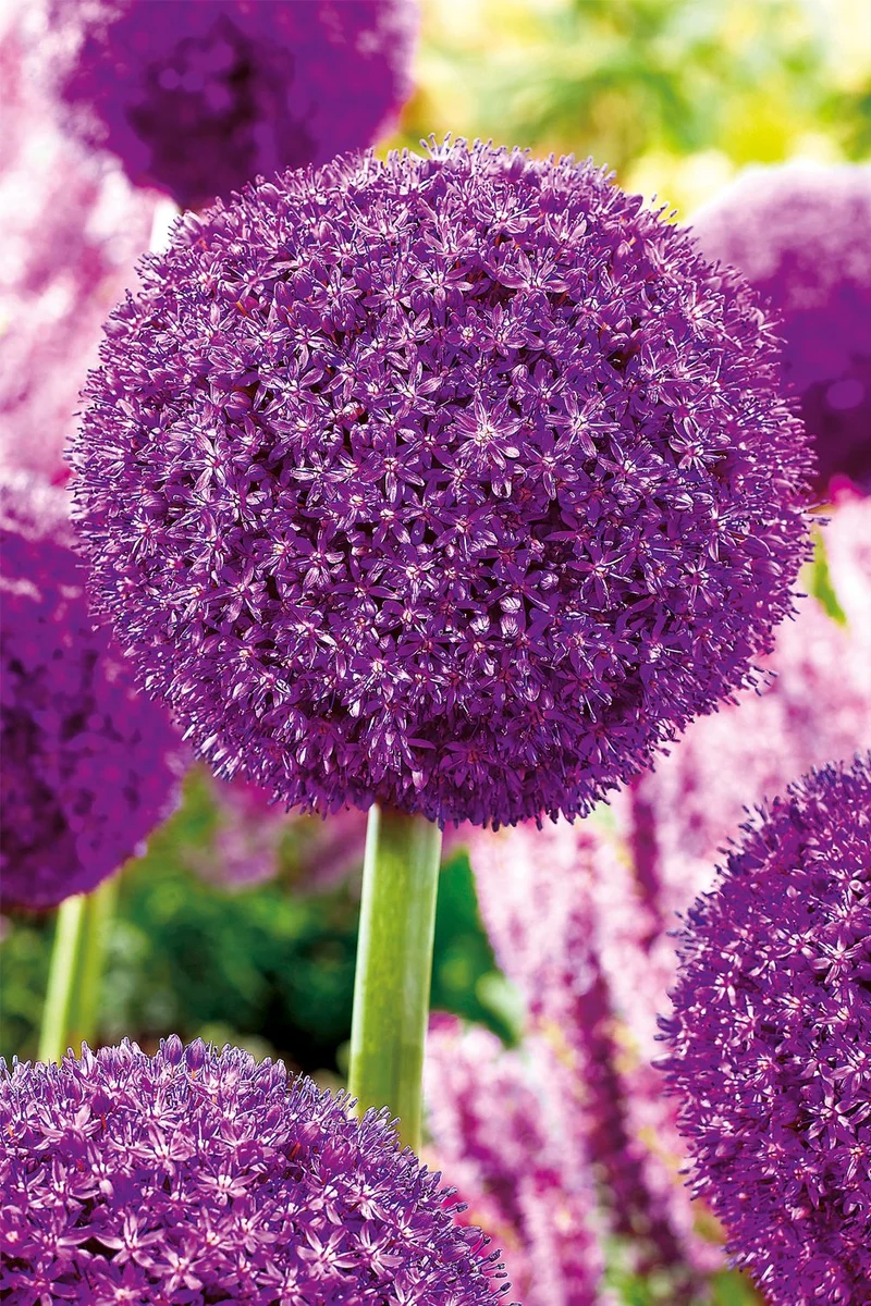 Allium 'Ambassador' ® (Kugellauch I Zierlauch 'Ambassador' ®)