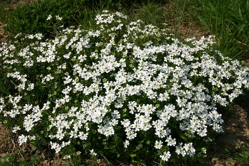Iberis sempervirens 'Appen Etz' (Immergrüne Schleifenblume)