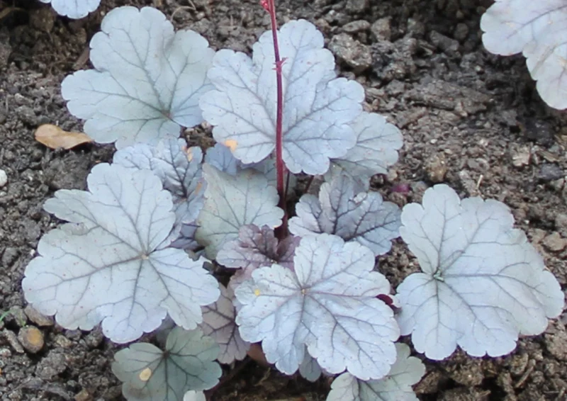 Heuchera 'Silver Gumdrop' (Samthaariges Silberglöckchen)