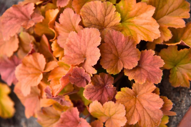 Heuchera 'Northern Exposure Amber' ® (Purpurglöckchen)