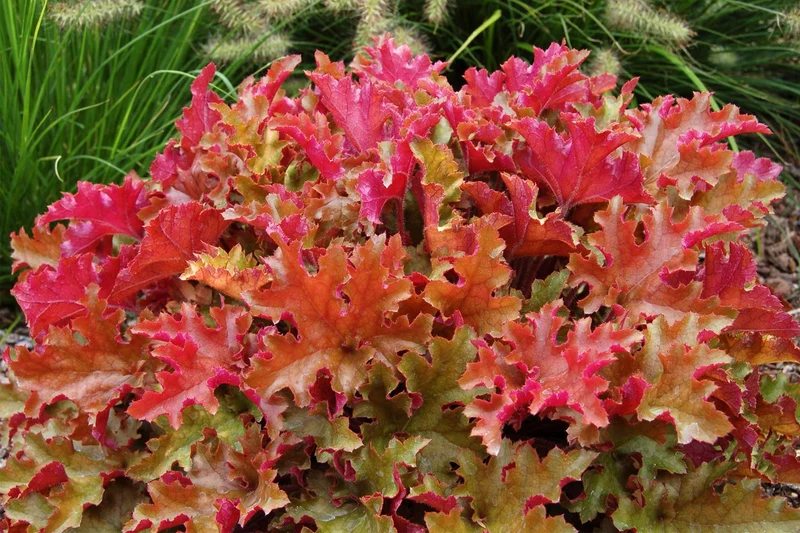 Heuchera 'Marmalade' (Garten-Purpurglöckchen)