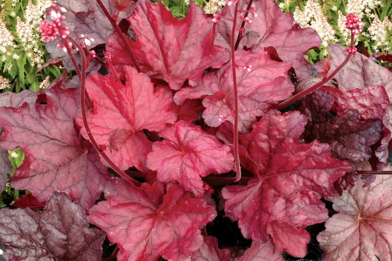 Heuchera 'Fire Chief' (Garten-Purpurglöckchen)