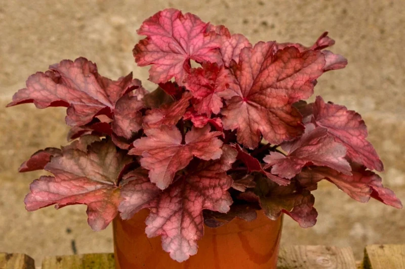 Heuchera 'Fire Chief' (Garten-Purpurglöckchen)
