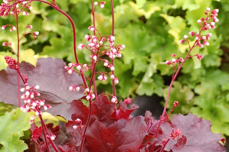 Heuchera 'Fire Chief' (Garten-Purpurglöckchen)