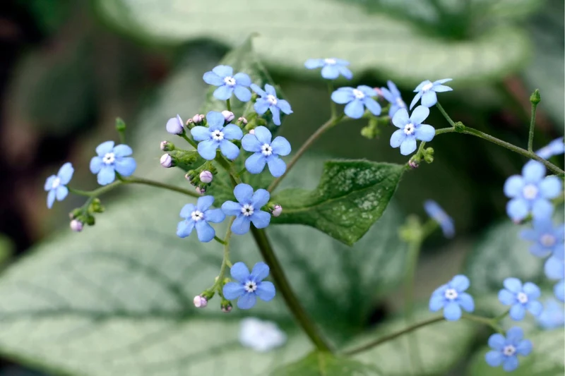 Brunnera macrophylla 'Looking Glass' ® (Kaukasusvergissmeinnicht)