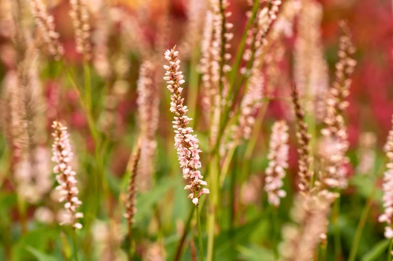 Bistorta amplexicaulis 'JS Misty Morning' ® (Kerzenknöterich)