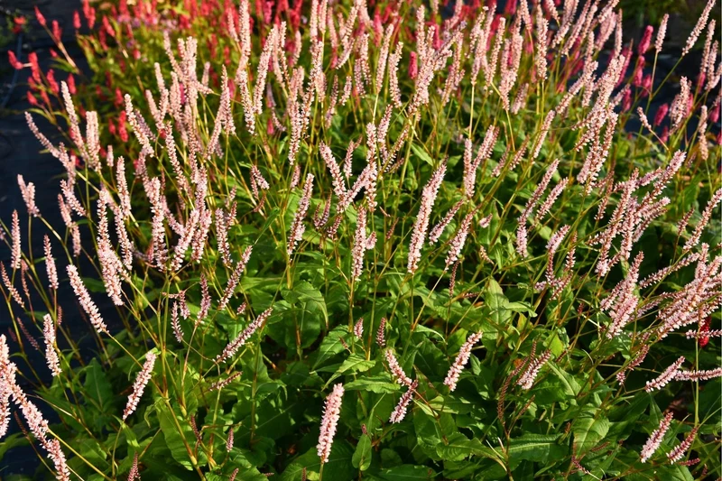 Bistorta amplexicaulis 'JS Misty Morning' ® (Kerzenknöterich)