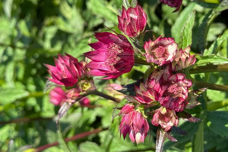 Astrantia major 'Magical Red' (Sterndolde)