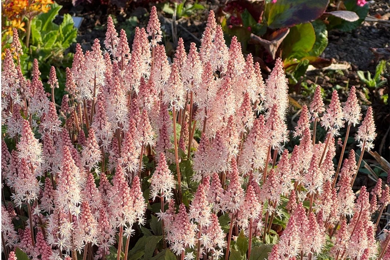 Tiarella 'Spring Symphony' (Schaumblüte)
