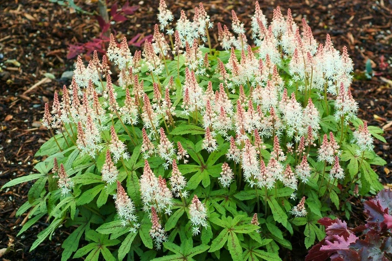 Tiarella 'Spring Symphony' (Schaumblüte)