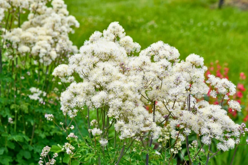 Thalictrum 'Cotton Ball' (Akeleiblättrige Wiesenraute)