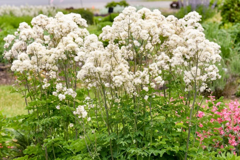 Thalictrum 'Cotton Ball' (Akeleiblättrige Wiesenraute)