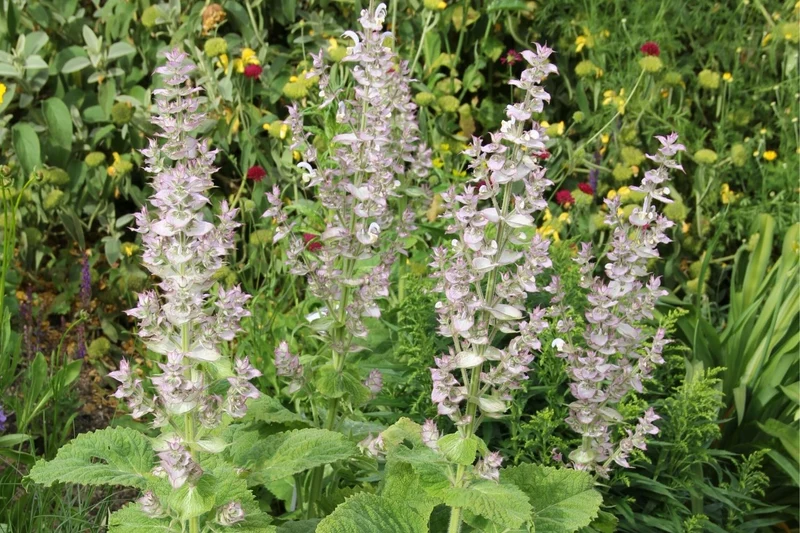 Salvia sclarea (Garten-Muskateller-Salbei)