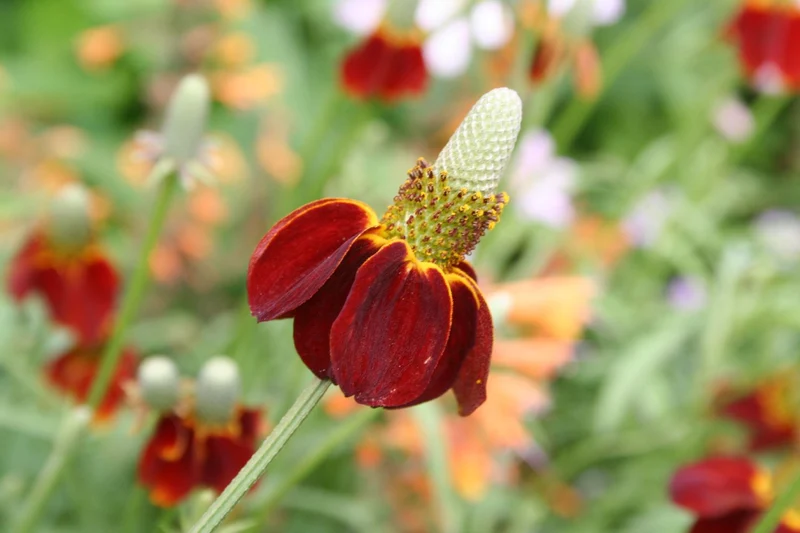 Ratibida columnifera f. pulcherrima (Präriesonnenhut)
