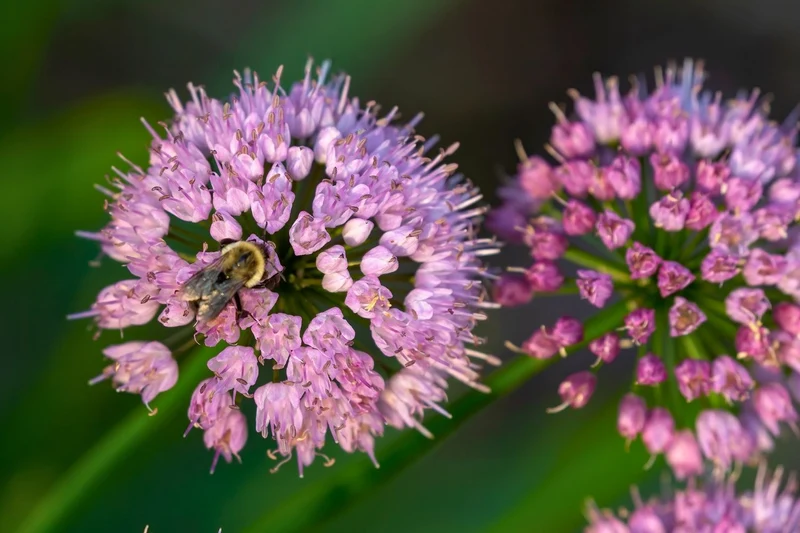 Allium 'Millenium' (Zierlauch)
