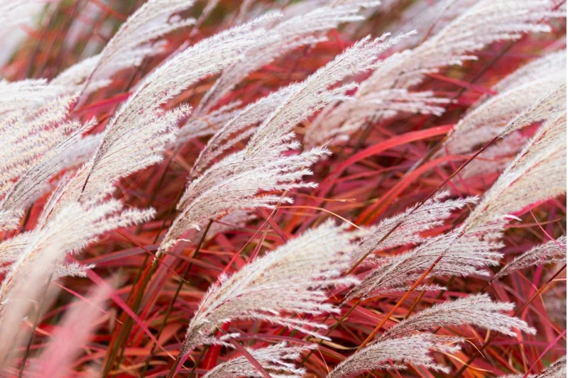 Miscanthus sinensis 'Lady in Red' (Chinaschilf)