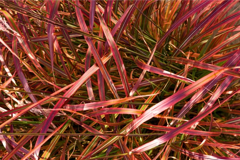 Miscanthus sinensis 'Lady in Red' (Chinaschilf)